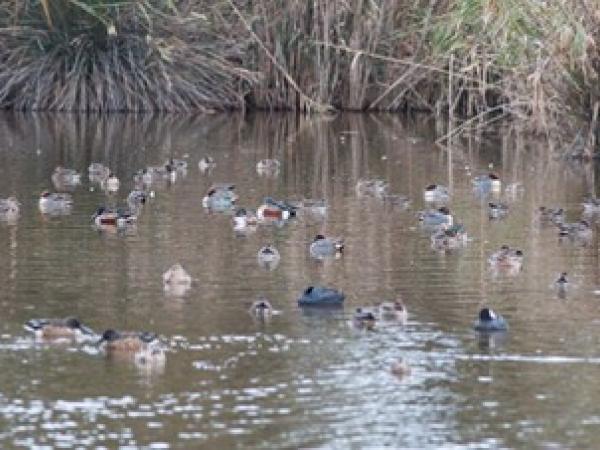 Identificació d’ocells aquàtics hivernants