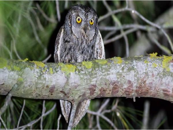 Els ocells crepusculars i nocturns