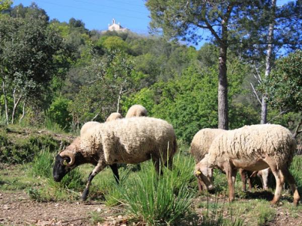 OK Ovelles a Montbaig.jpg