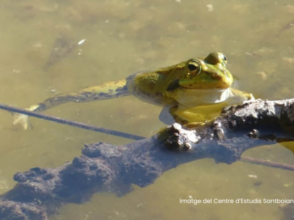 Setmana de la natura: Els amfibis de les nostres basses