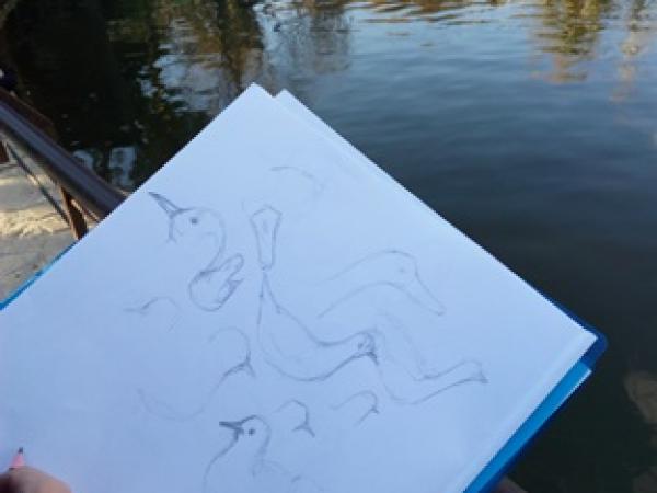 Taller de dibuix científic i naturalista. Dibuixem ocells 