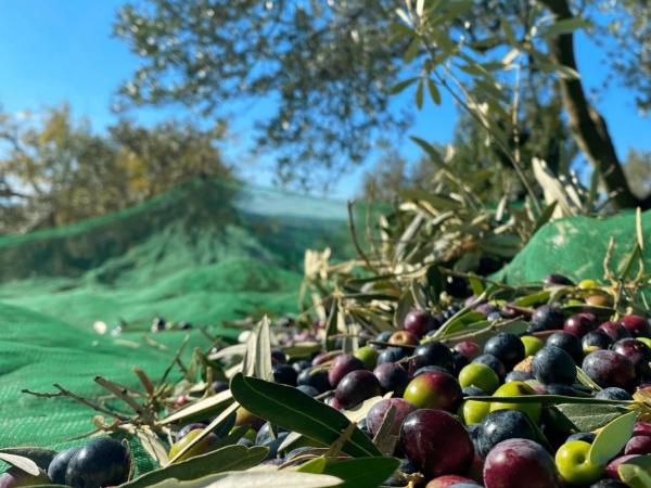 És temps d'olives, és temps d'oli