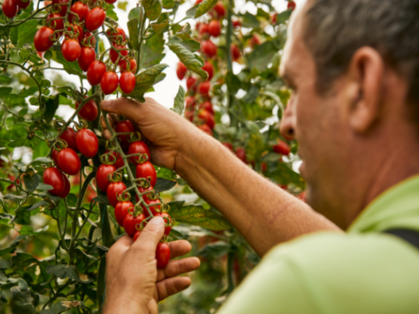 El Cherry de Viladecans, singular i exquisit de Ruta Gastronòmica!