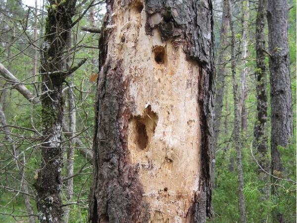 Sortida Fauna Secreta