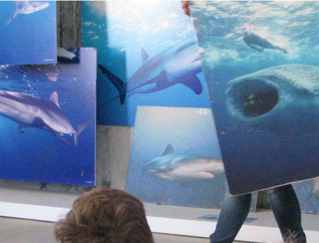 Protegim els taurons