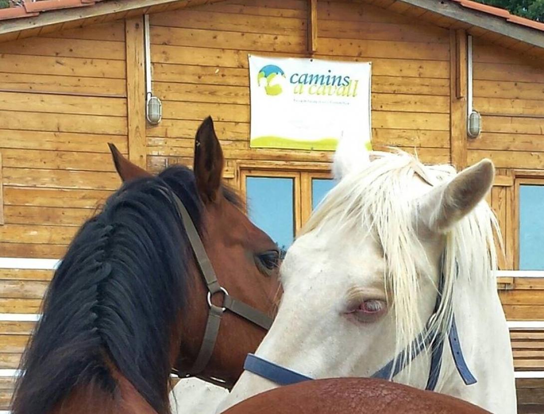 dos cavalls davant la caseta de fusta de camins a cavall