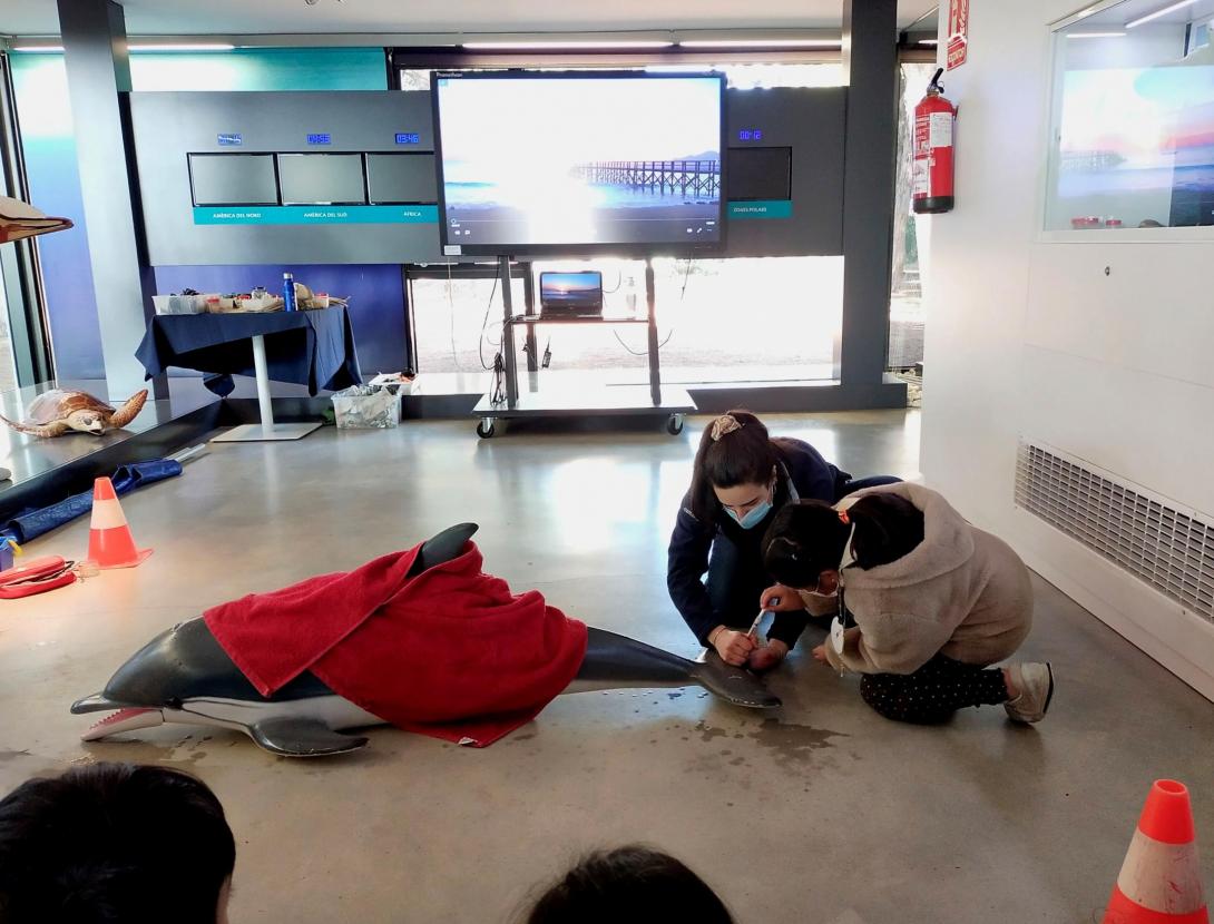 UN ANIMAL A LA PLATJA!