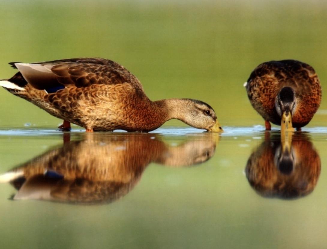 Ocells del Delta