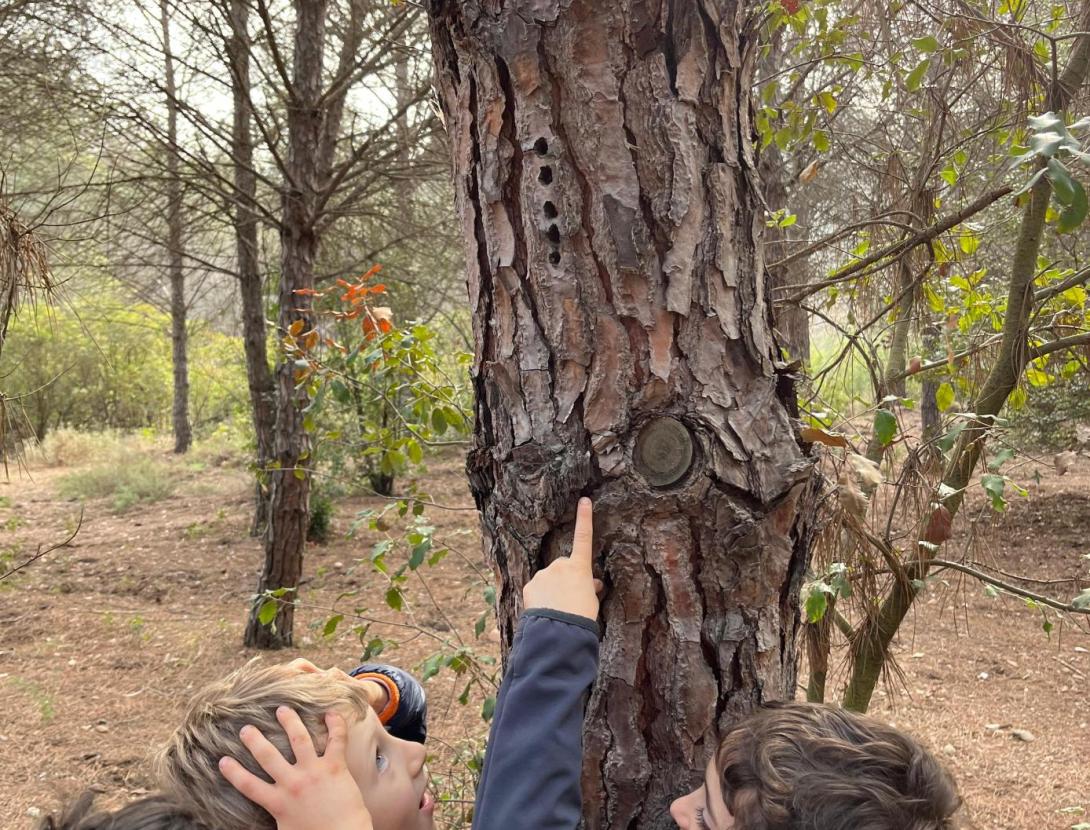 Fauna secreta del bosc