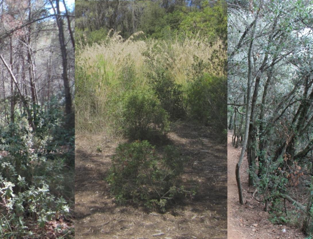 Mosaic d'ecosistemes