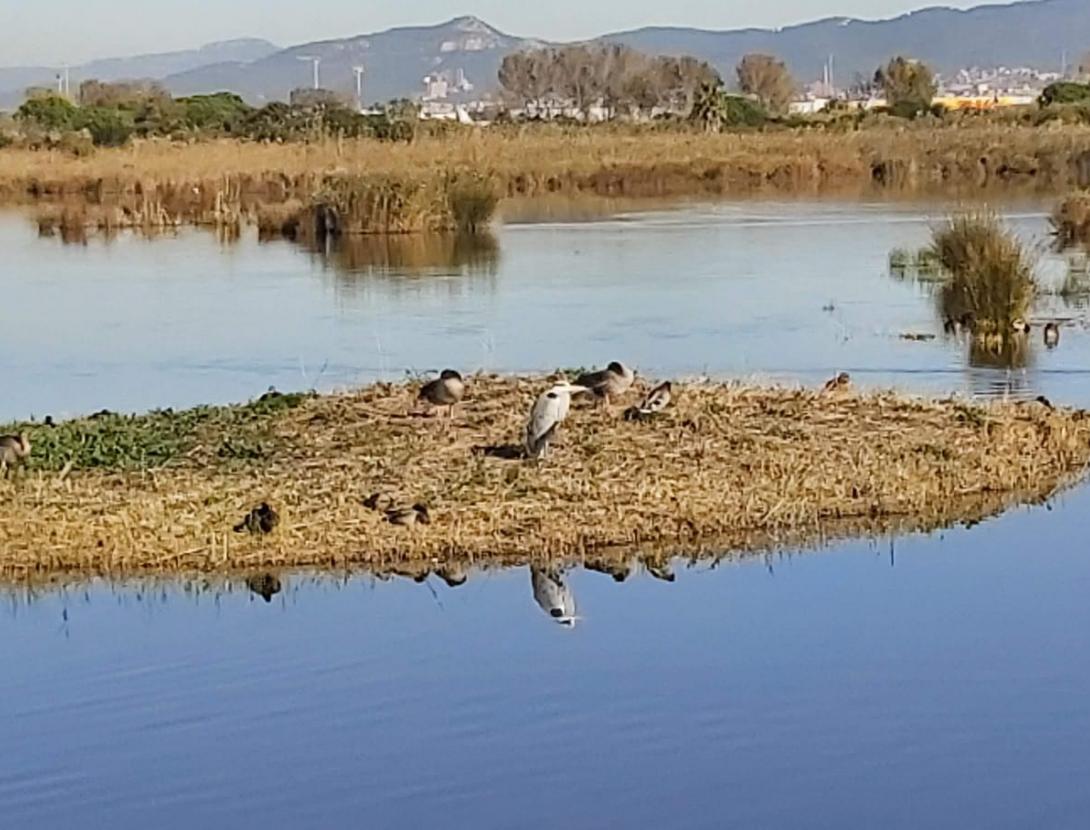 Investiguem el Remolar