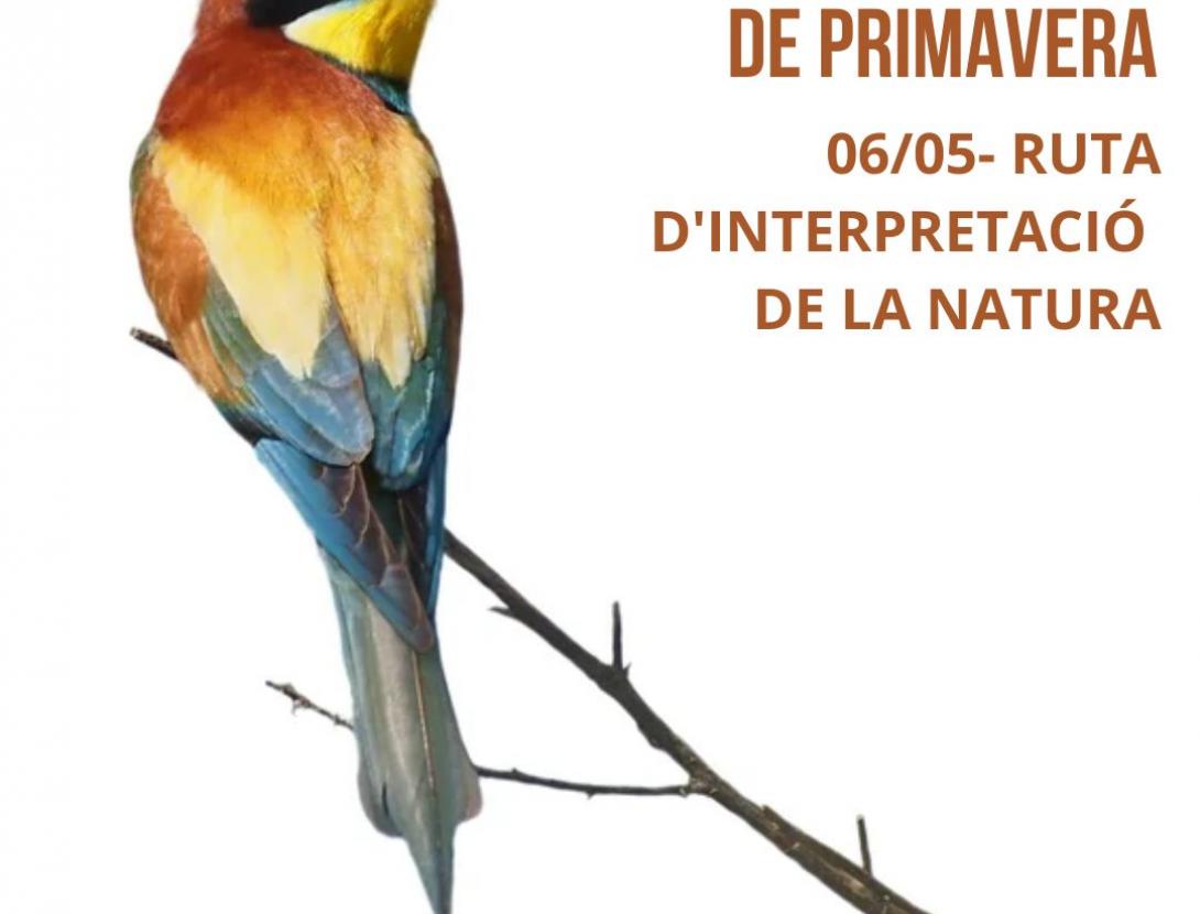 Bosc i Ocells de Primavera