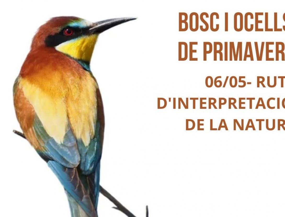 Bosc i Ocells de Primavera
