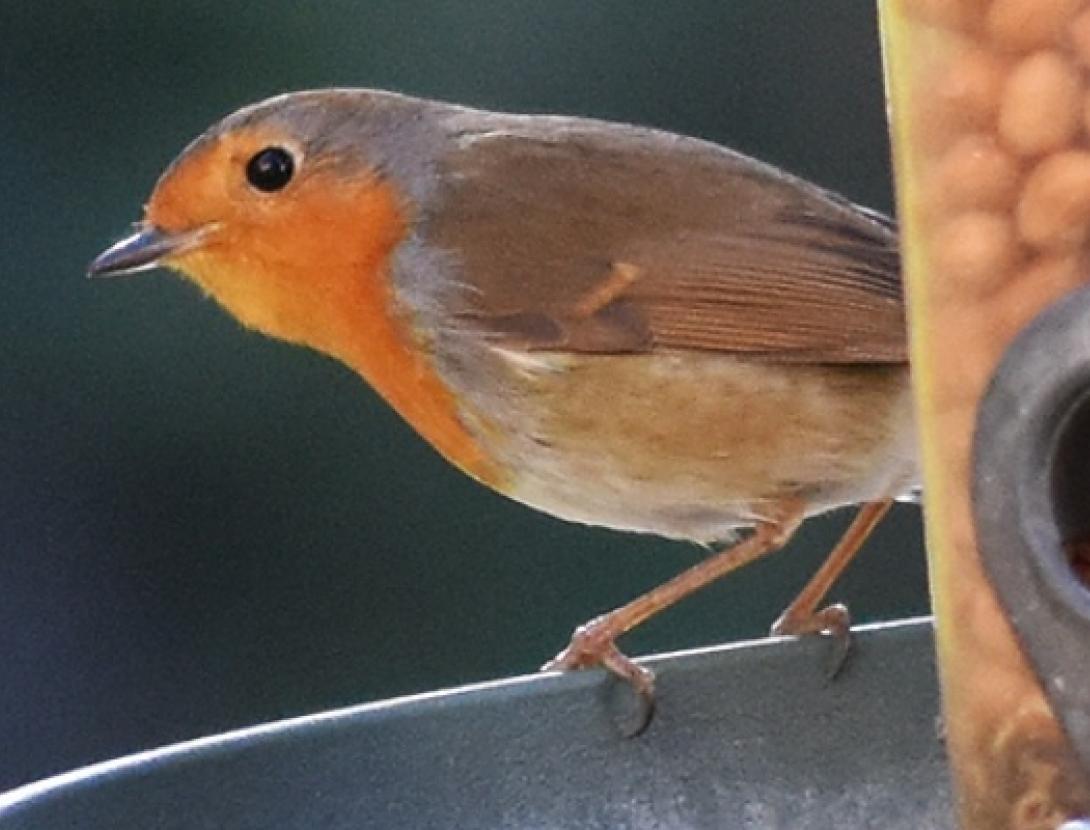 Jugateca: el conte dels ocells. Fem menjadores al parc