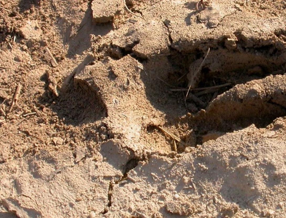 Si observem els rastres, sabrem quin animal és?