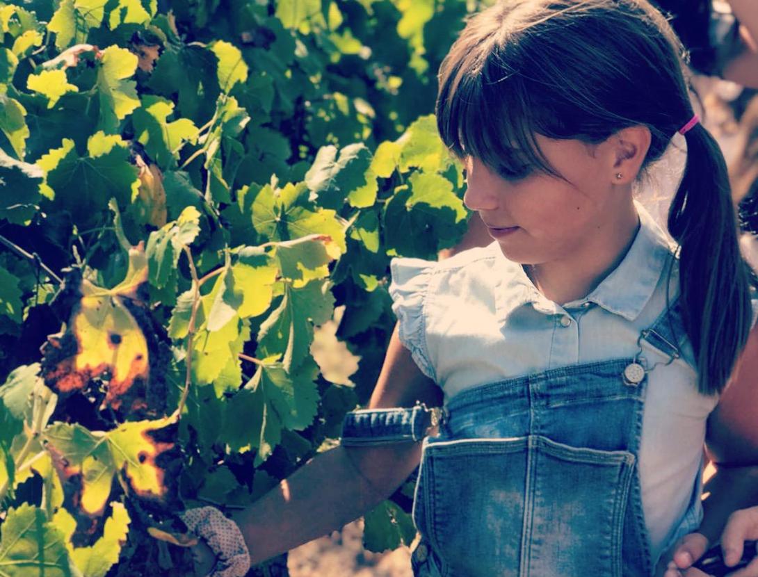 Activitat de verema + esmorzar