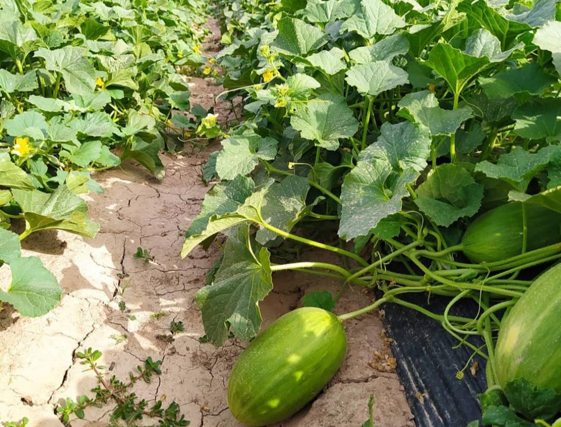 Experiència de recollida de melons