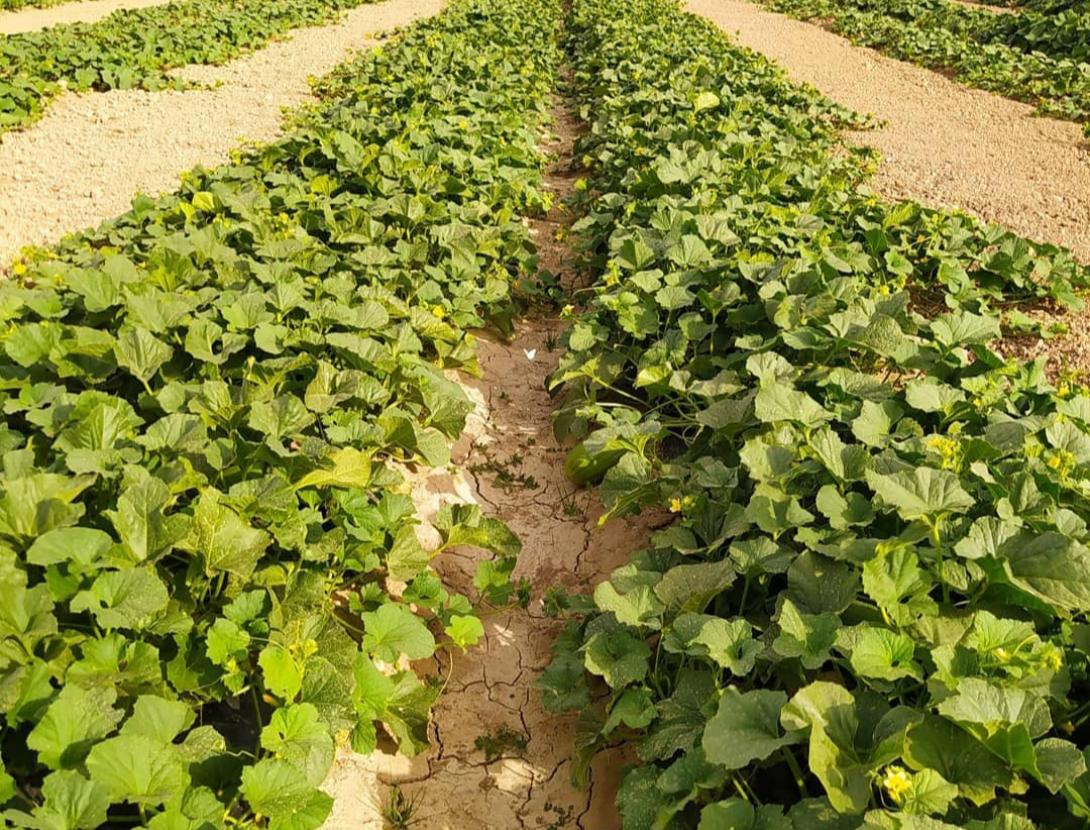Experiència de recollida de melons