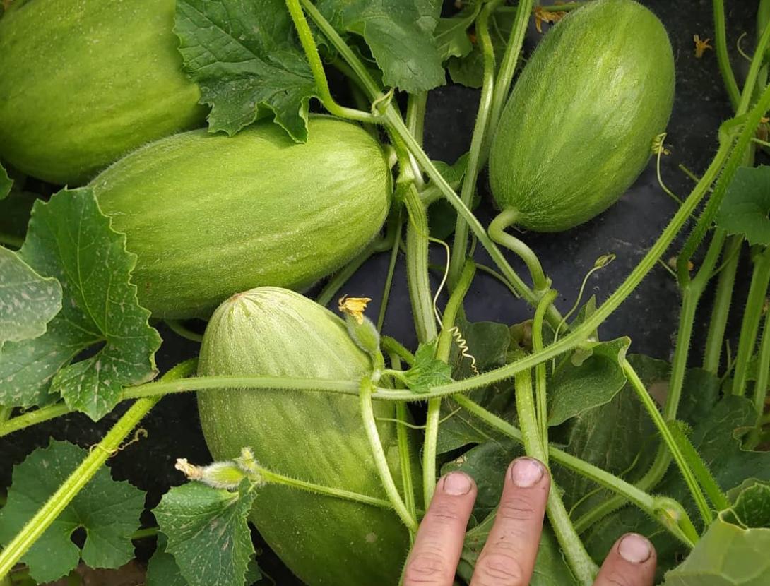 Experiència de recollida de melons