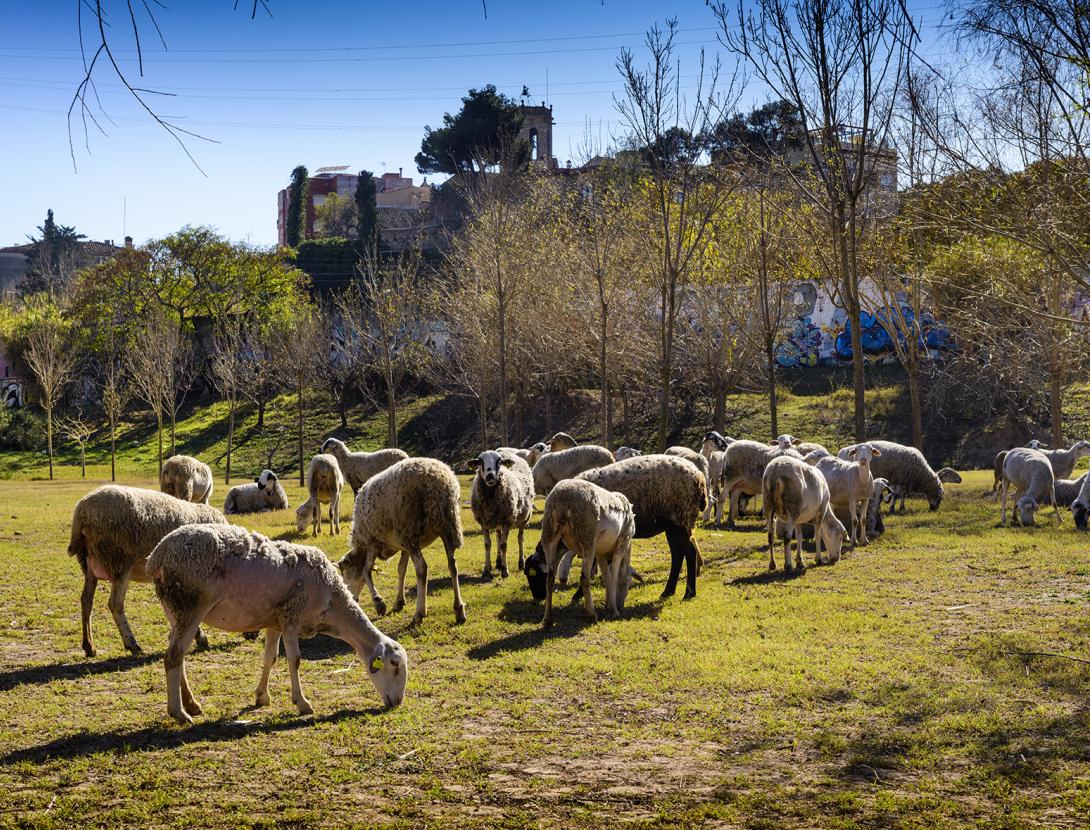 Setmana de la Natura: Taller d'aprofitament de la llana