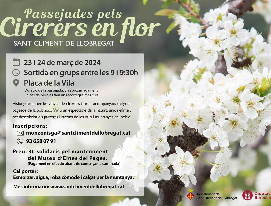 Passejades pels cirerers en flor