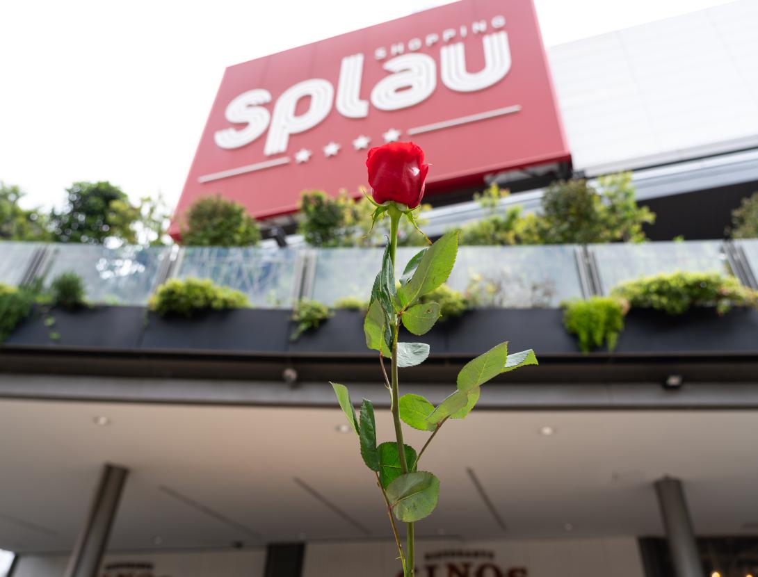 Sant Jordi a Splau: activitats, roses i llibres