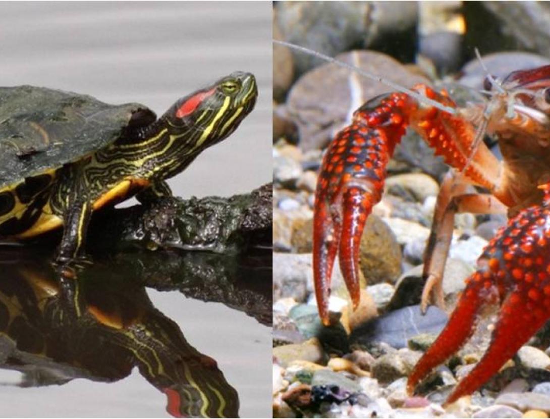 Els invasors del Delta. ACTIVITAT FAMILIAR