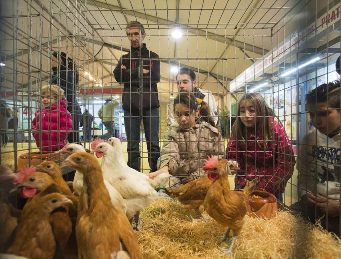 52a Fira Avícola Raça Prat