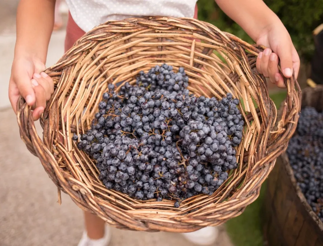 Verema al celler: Dinar de pagès, visita i trepitjada de raïm