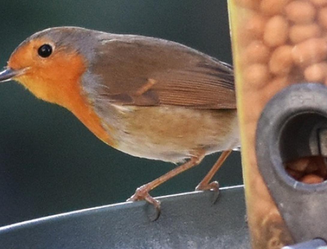 Jugateca a la platja: dia mundial dels ocells