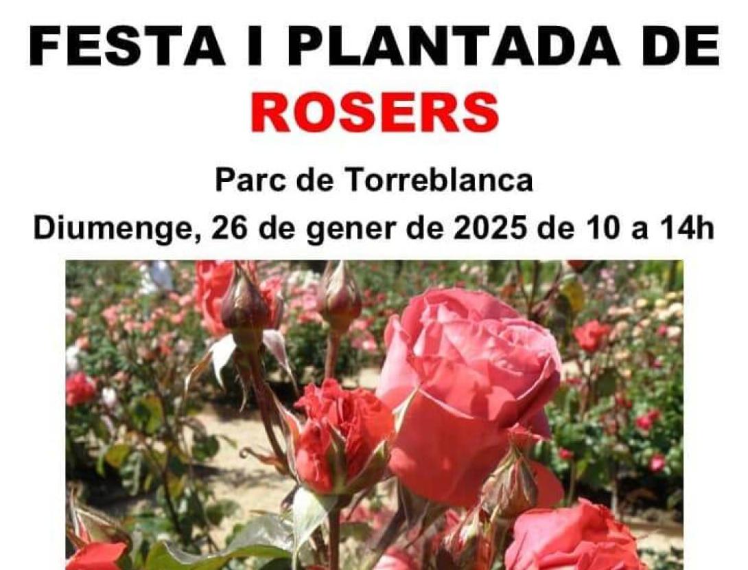 Festa i plantada de rosers al Parc de Torreblanca