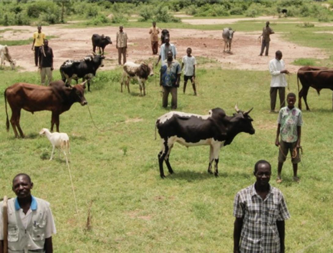 Cinevaca 2024: cinema a la fresca i sopar