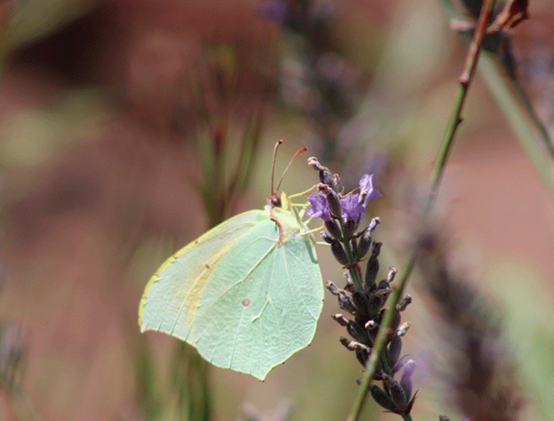 Visita guiada a l’Entorn Forestal de Sant Boi: les papallones