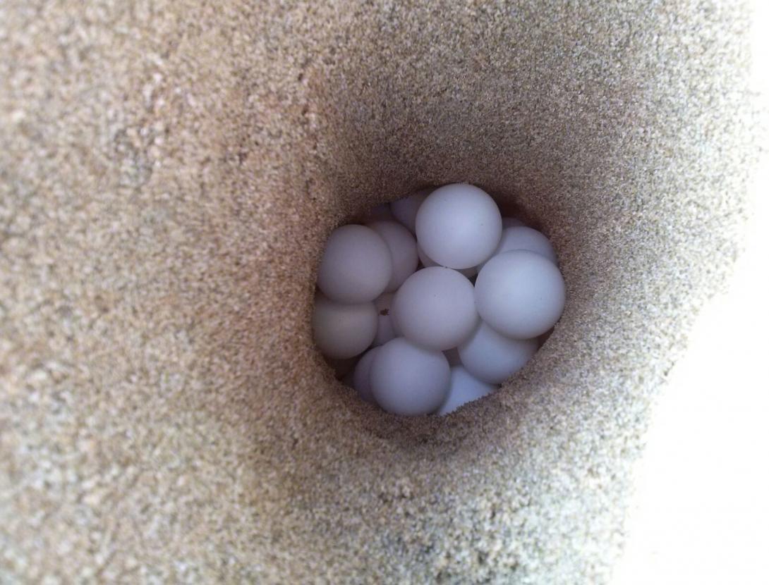 Emergència, un niu de tortuga a la platja!