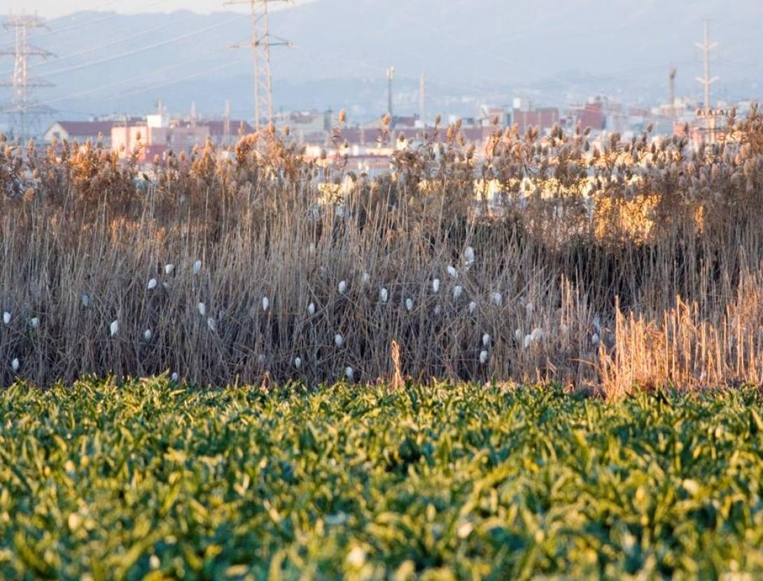 Sortida de camp d’identificació d’ocells als ajocadors