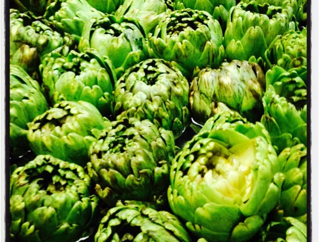 alcachofa del baix llobregat.JPG