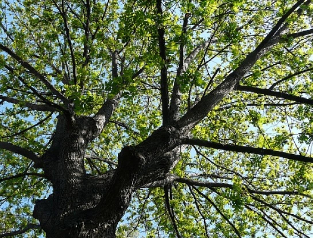 Jugateca: L'últim arbre