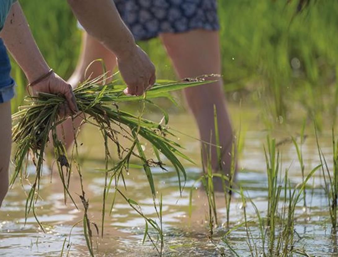 Palntem Arros. El Prat de Llobregat