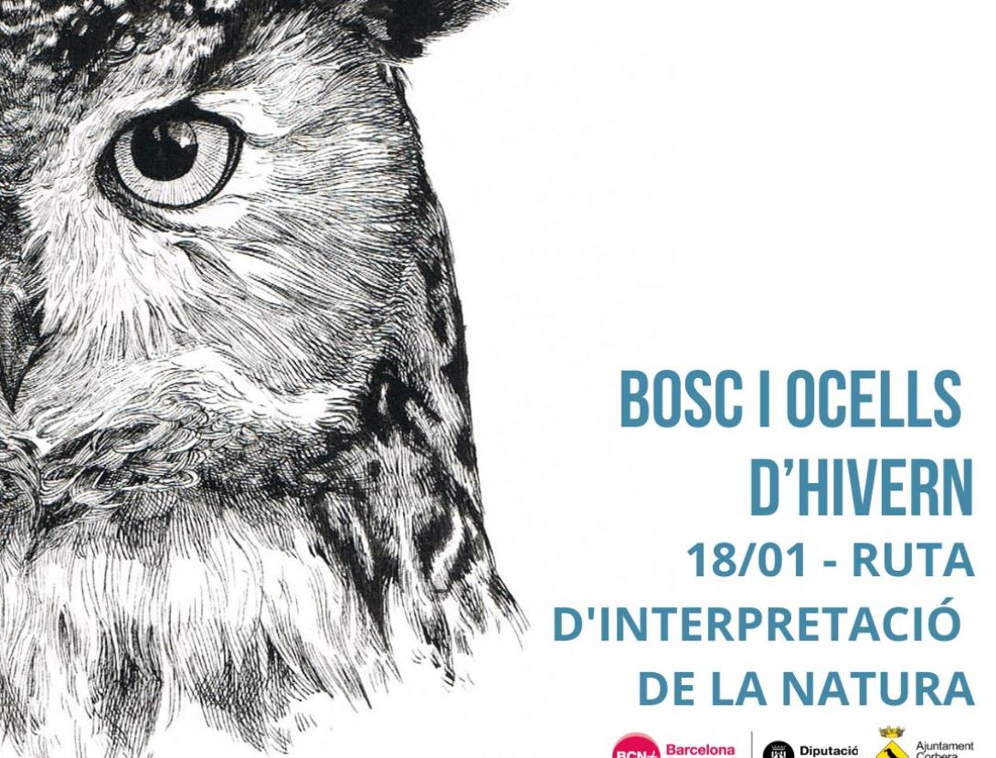 Bosc i ocells d'hivern