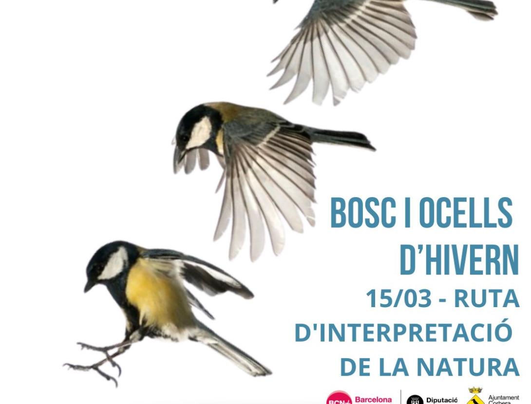 Bosc i ocells d'hivern