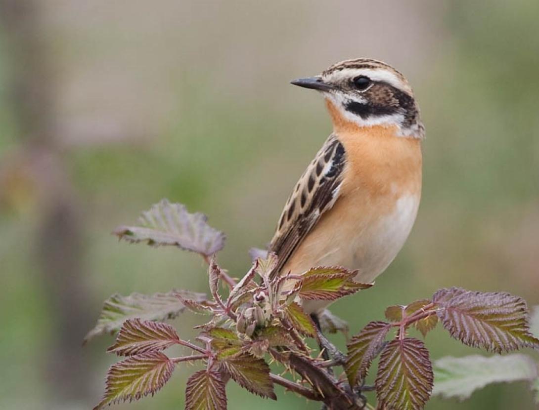 Les aus en pas prenupcial