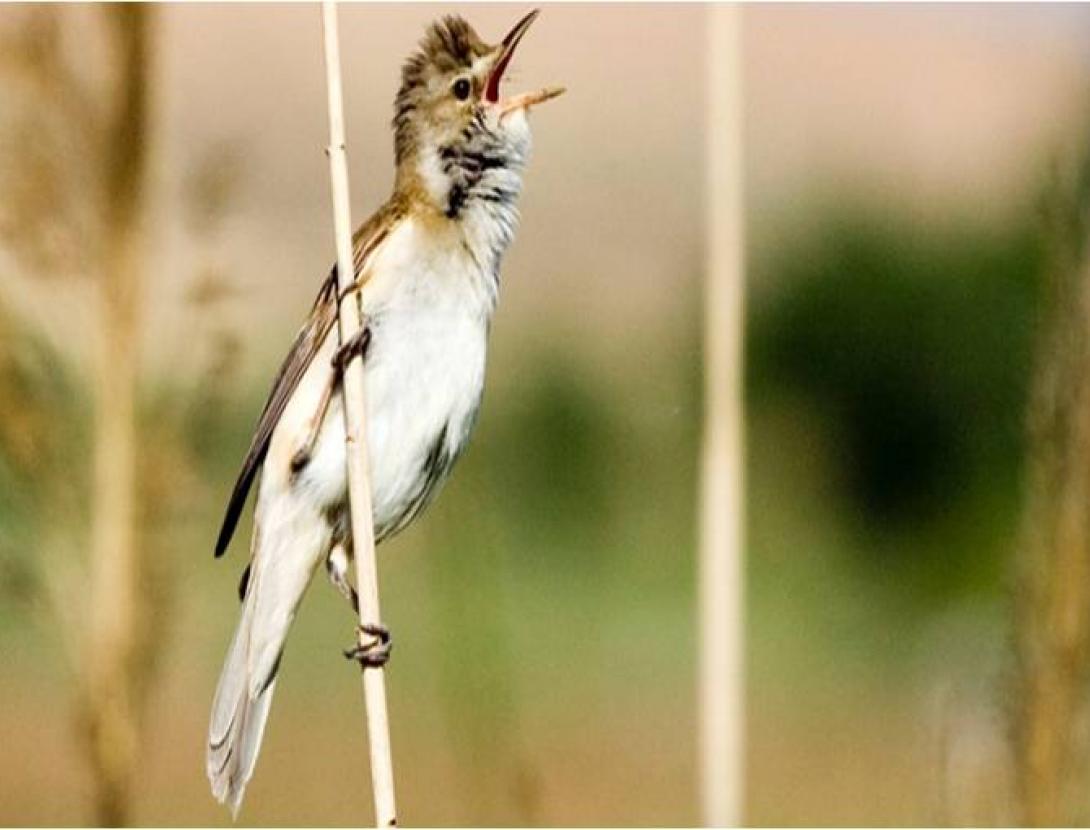 Les aus reproductores i el seu cant