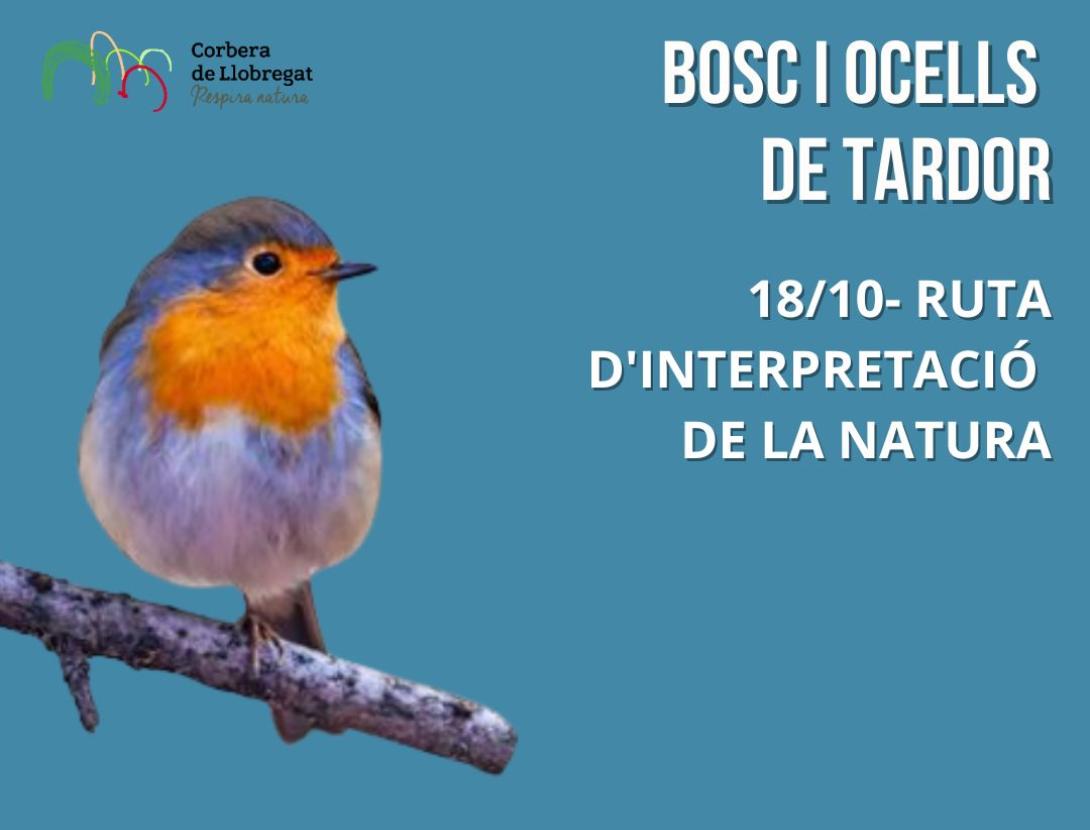 Bosc i ocells de tardor
