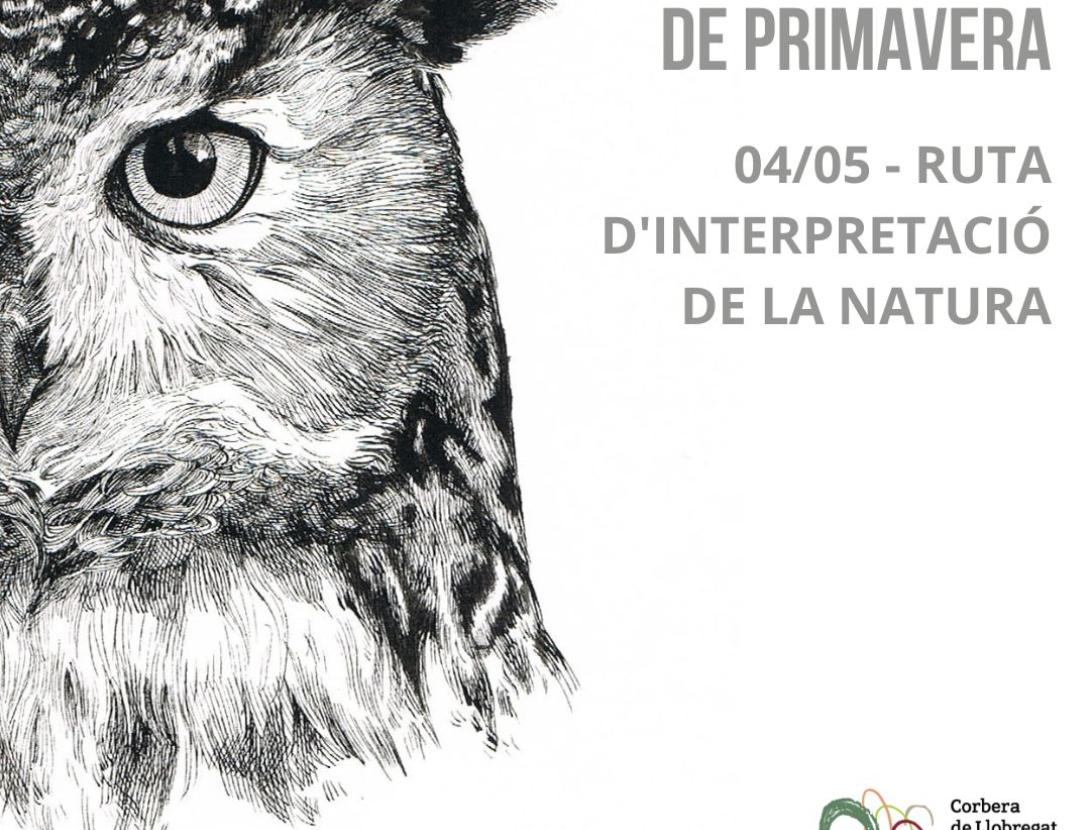 Bosc i Ocells de Primavera