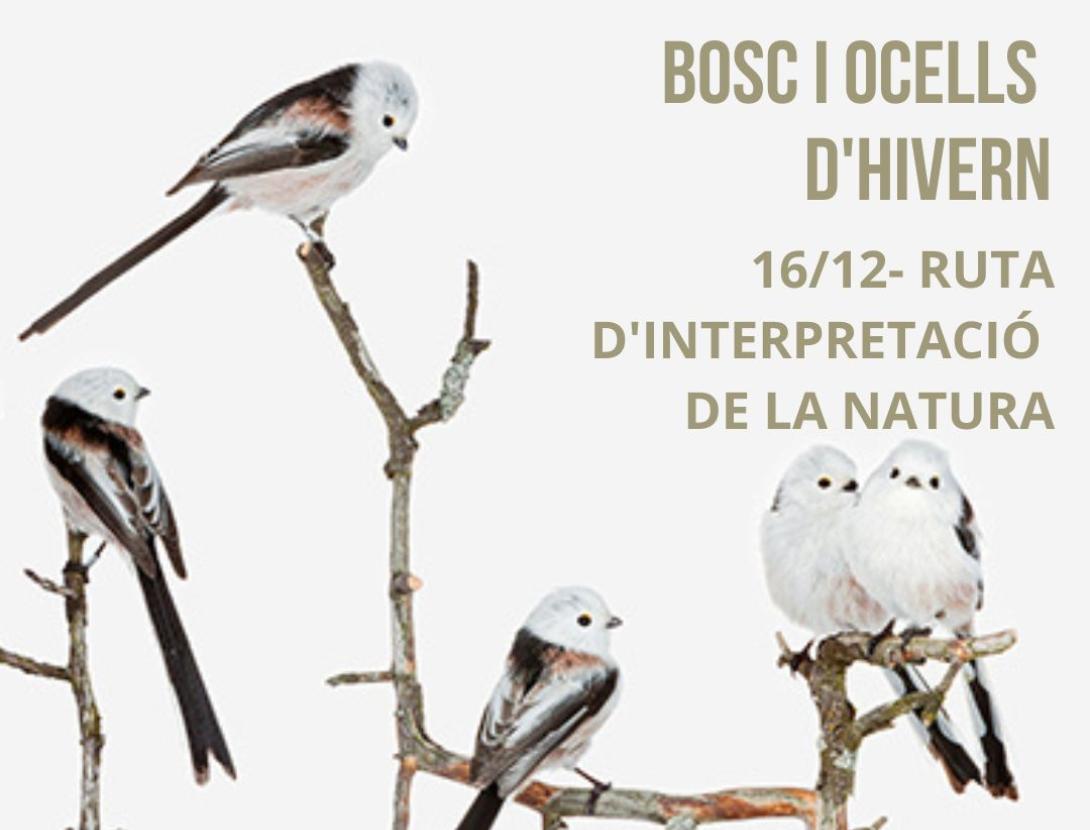 Bosc i Ocells d'Hivern