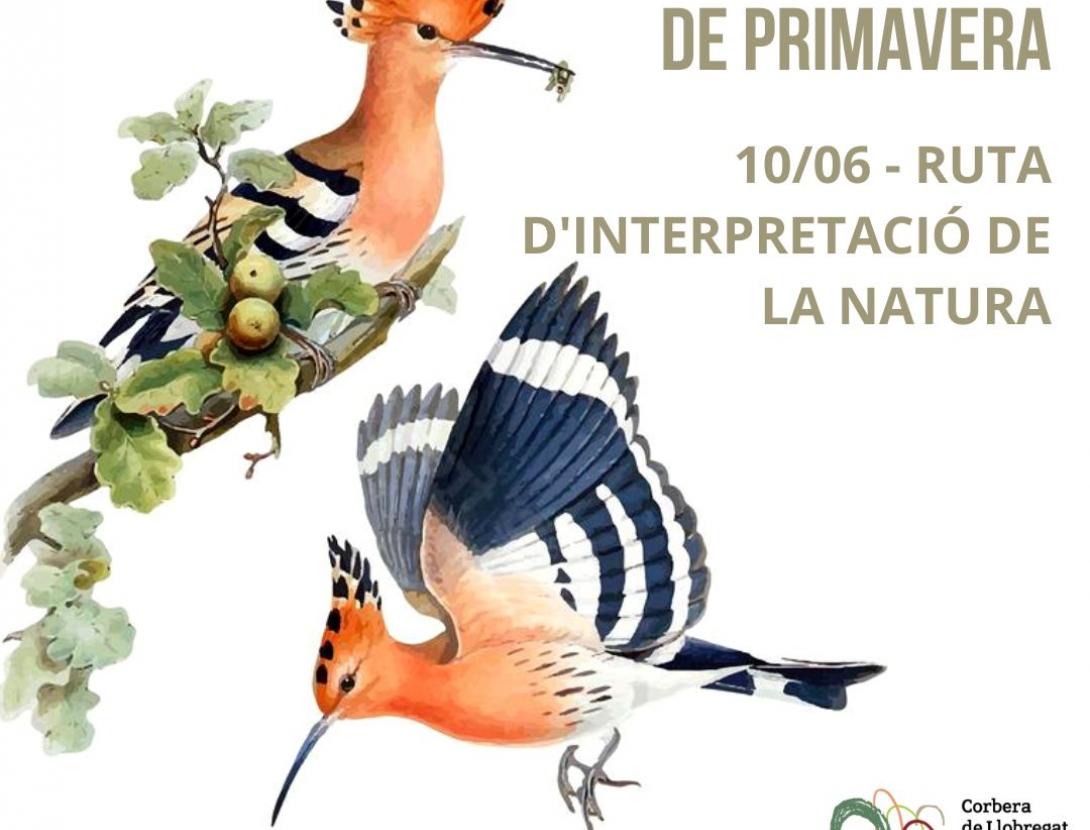 Bosc i Ocells de Primavera