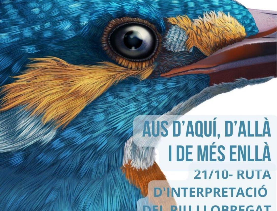 Aus d’aquí i d’allà i de més enllà