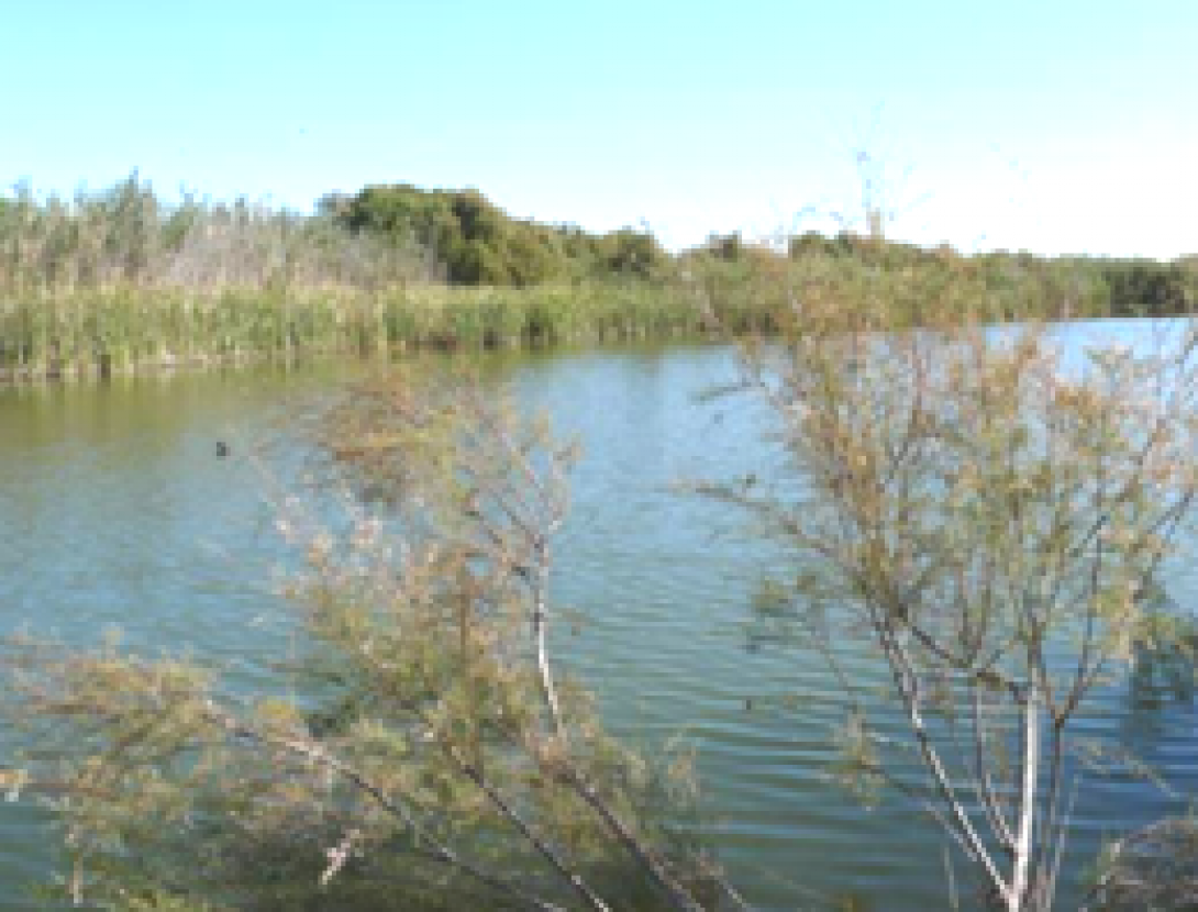 basses can dimoni.png