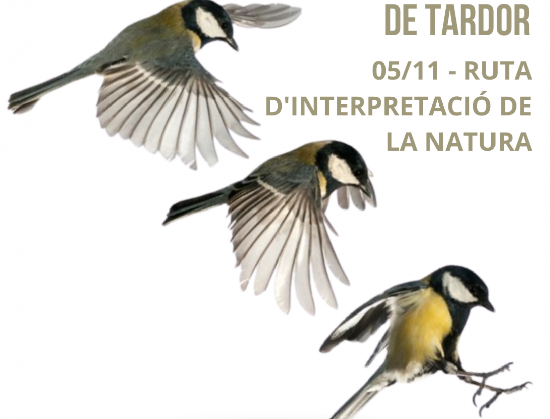 Bosc i ocells de tardor