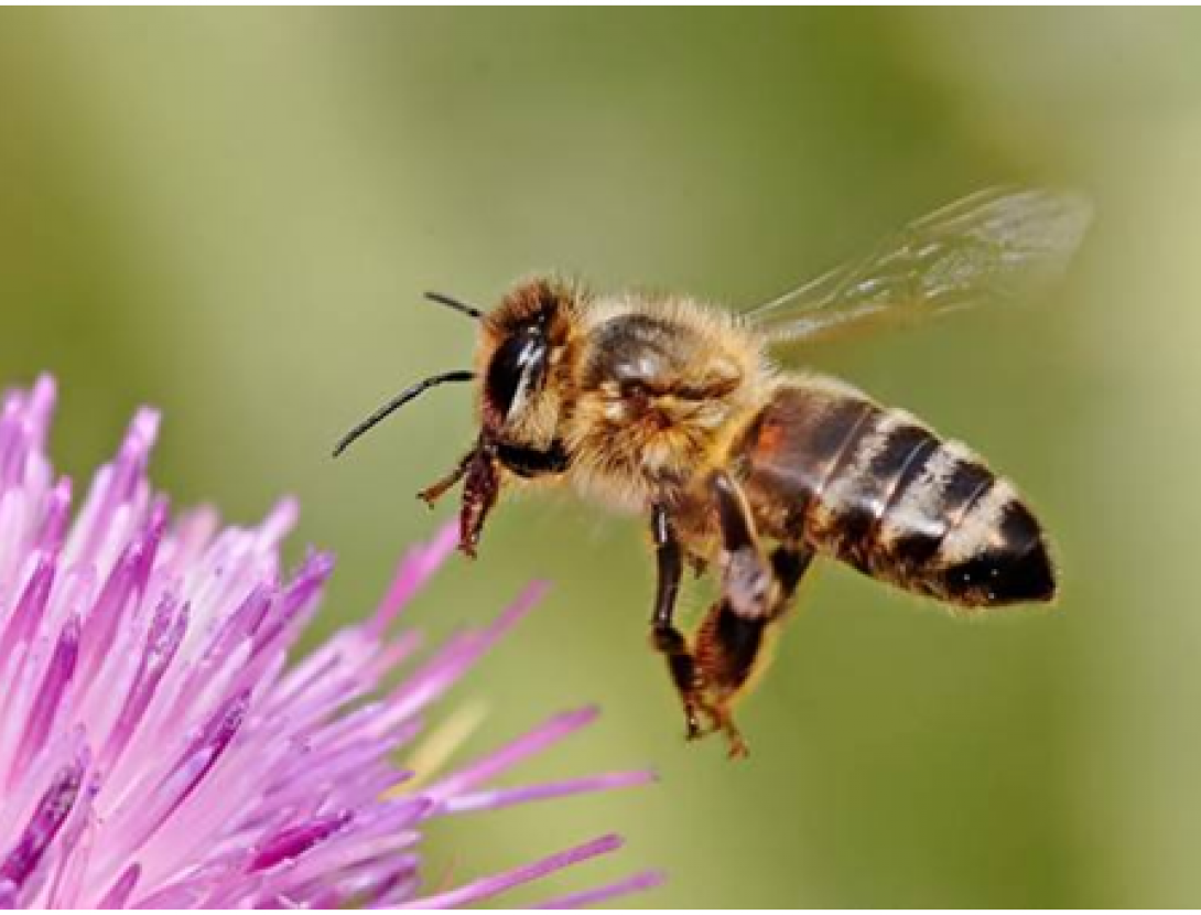 Brunzits als Espais Naturals del Riu